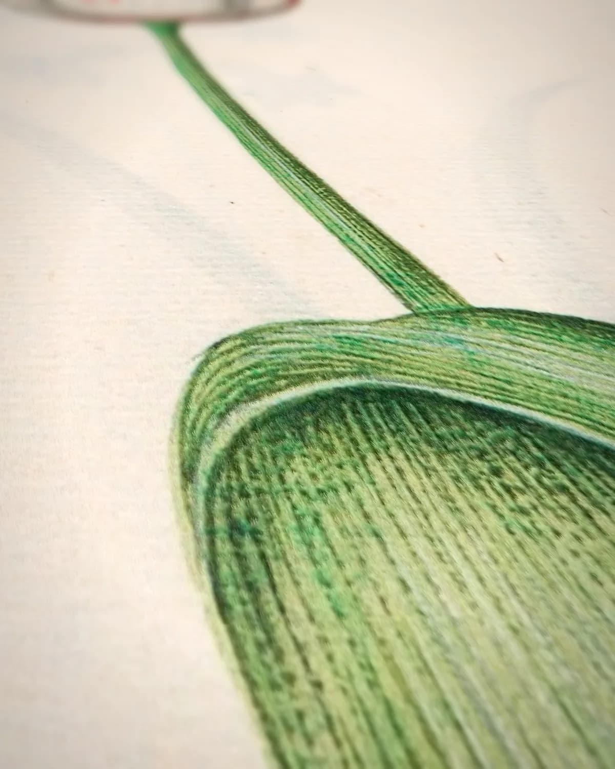 Tülipa (tulpen, florilegium, ca. 1690) op geweven fluweel, uitsnede 2 van 3