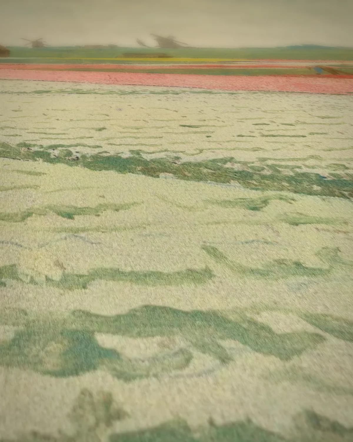 Tulpenvelden op geweven fluweel, uitsnede 2 van 3