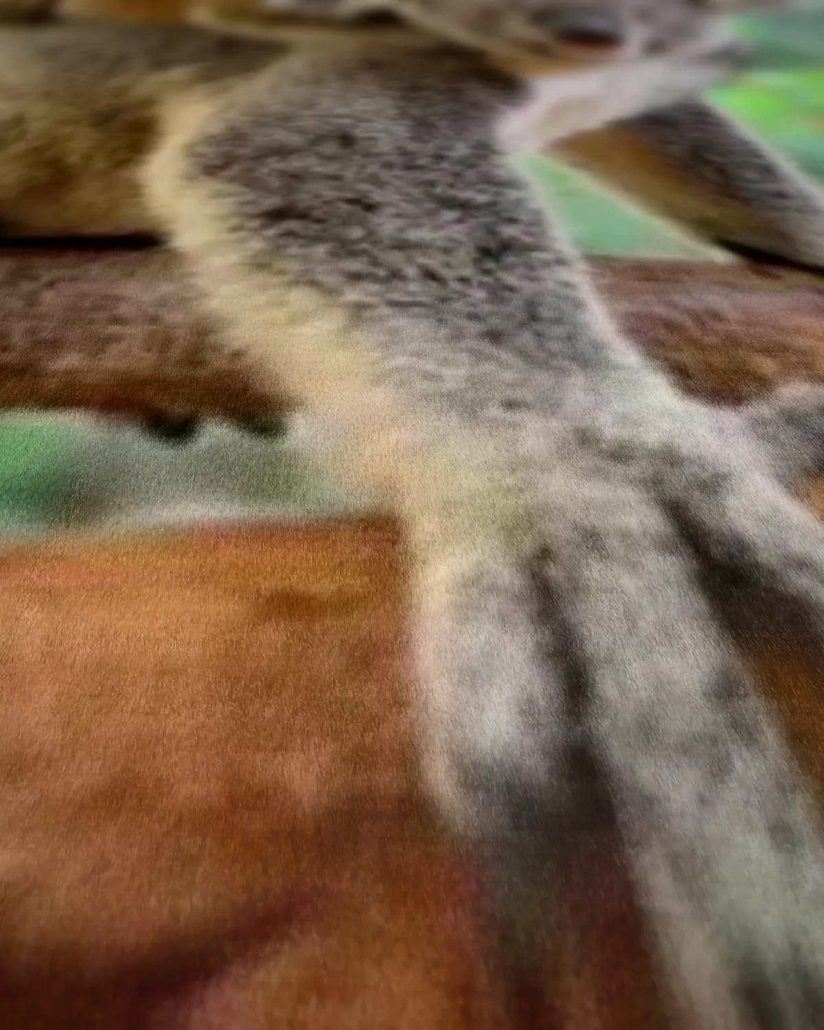 Twee koala's op geweven fluweel, uitsnede 1 van 3