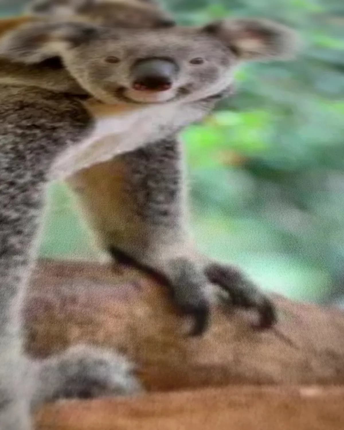 Twee koala's op geweven fluweel, uitsnede 3 van 3