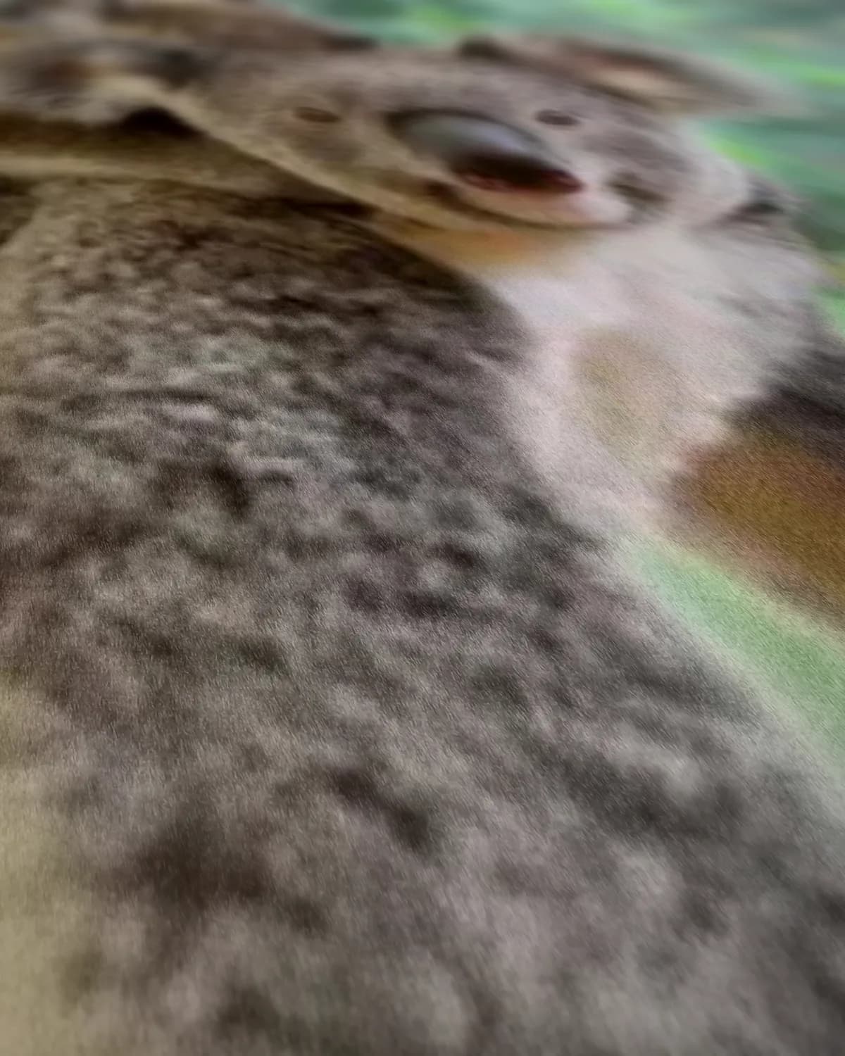 Twee koala's op geweven fluweel, uitsnede 2 van 3