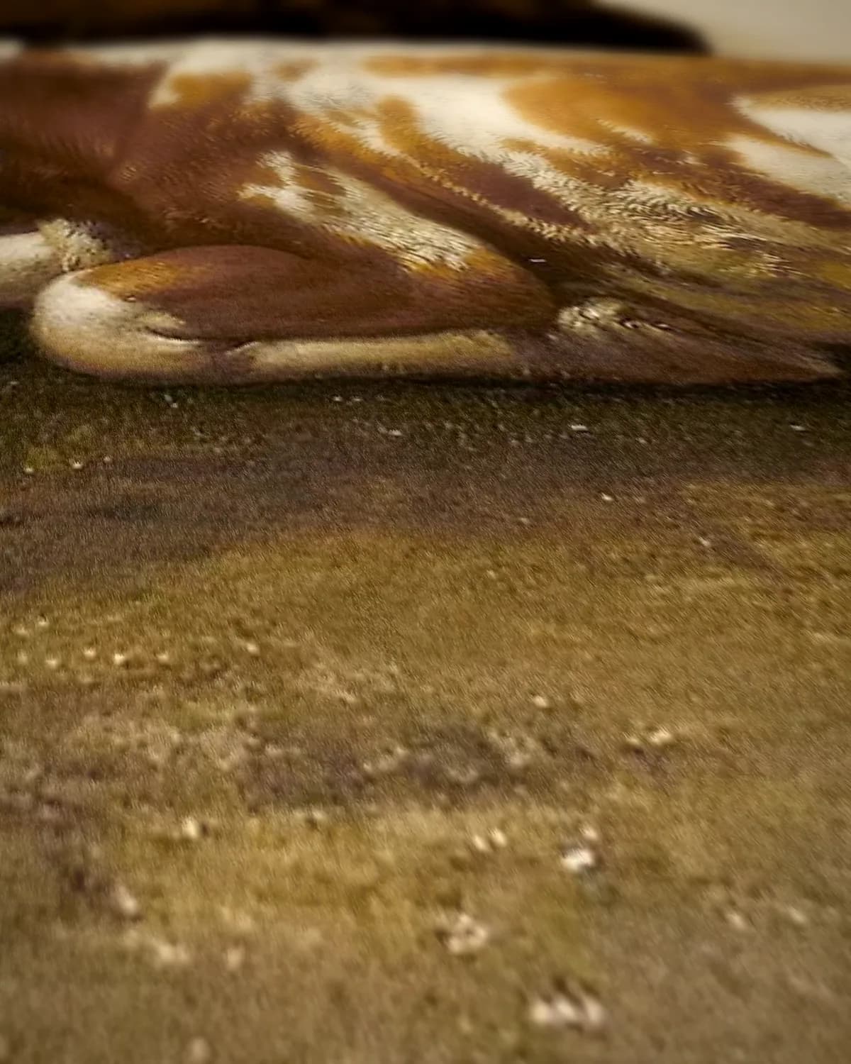 Twee koeien en een jonge stier bij een hek op geweven fluweel, uitsnede 2 van 3