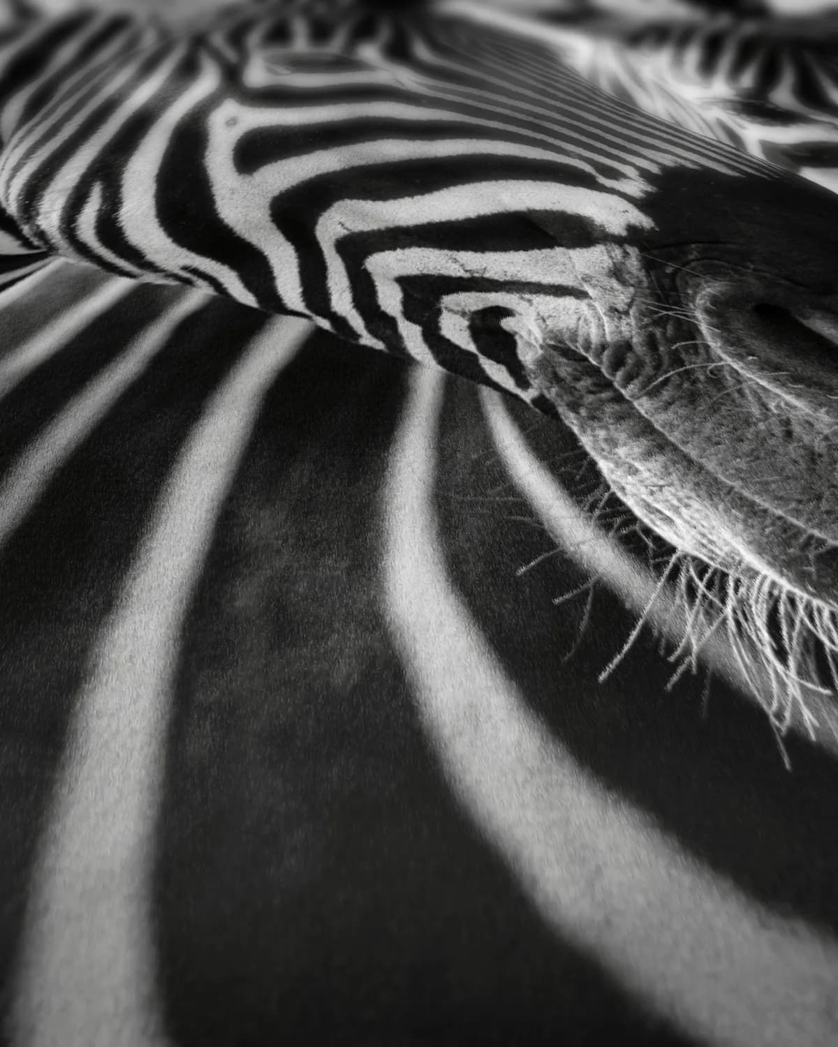 Tweelingzebra's op geweven fluweel, uitsnede 1 van 3