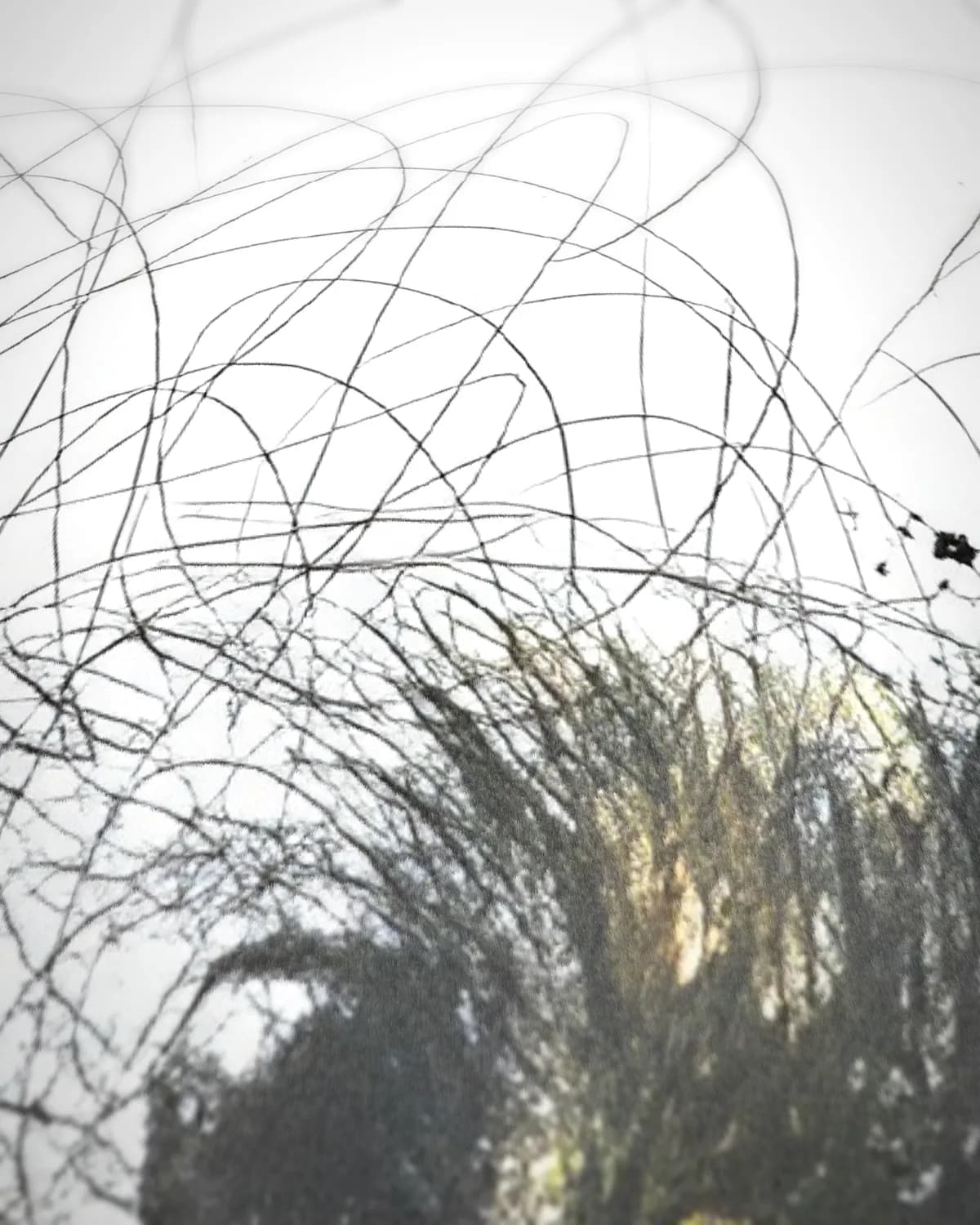 Vogelkriebels op geweven fluweel, uitsnede 3 van 3
