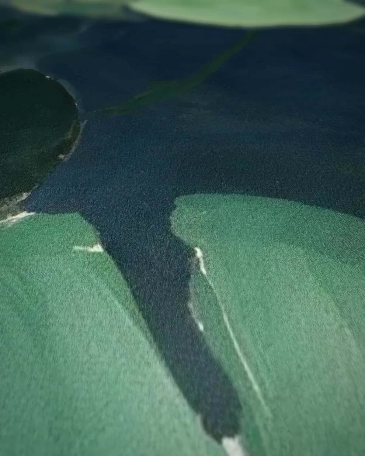 Waterlelies van bovenaf op geweven fluweel, uitsnede 1 van 3