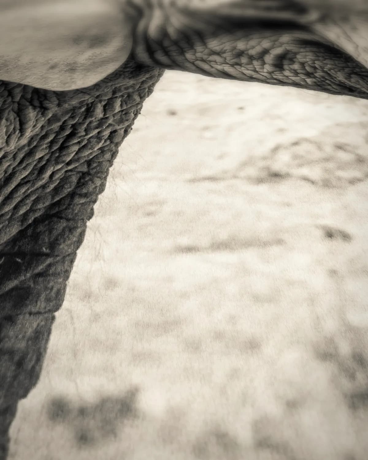 Wijze Olifant op geweven fluweel, uitsnede 1 van 3