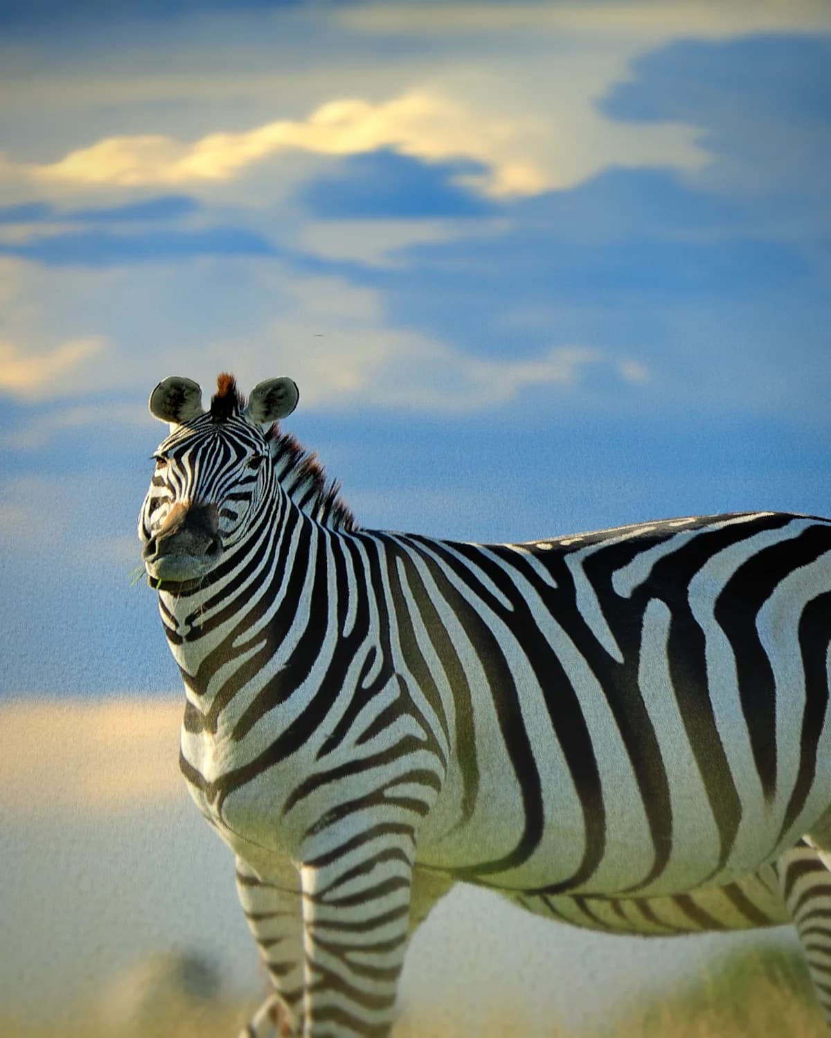 Zebra koppel op geweven fluweel, uitsnede 3 van 3