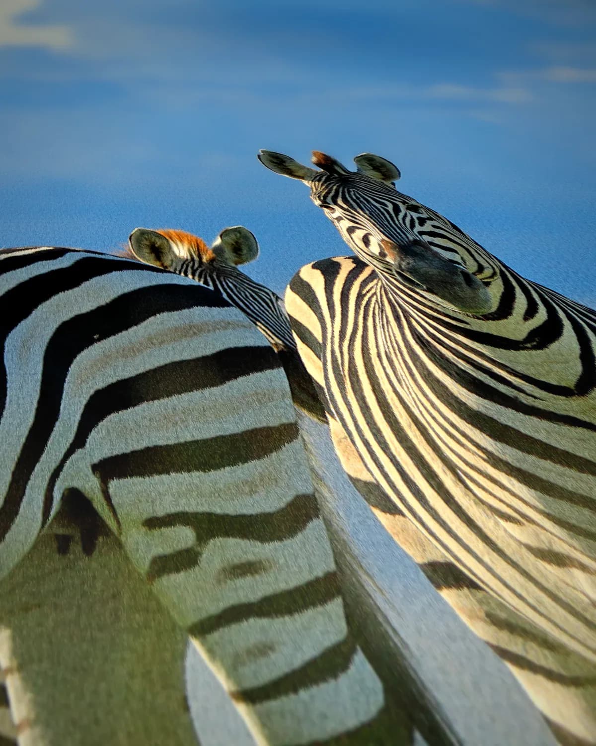 Zebra koppel op geweven fluweel, uitsnede 2 van 3
