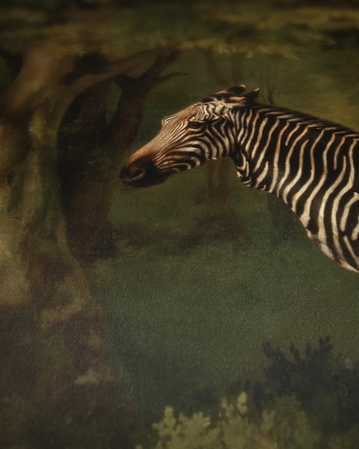 Zebra, portret van een exotisch dier op geweven fluweel, uitsnede 3 van 3
