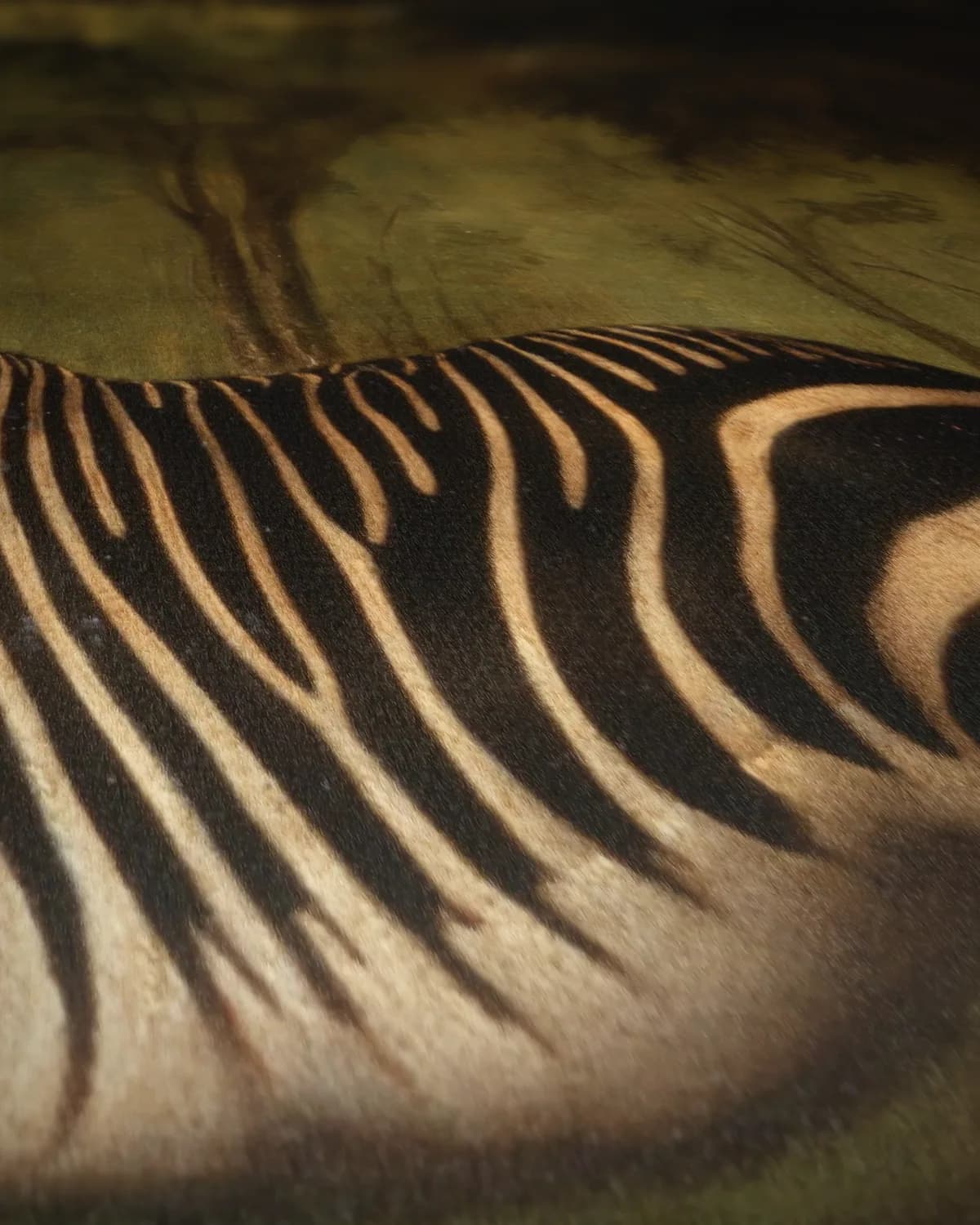 Zebra, portret van een exotisch dier op geweven fluweel, uitsnede 2 van 3