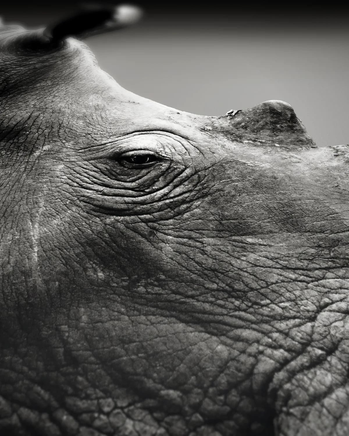 Zwart-Wit Neushoorn op geweven fluweel, uitsnede 3 van 3