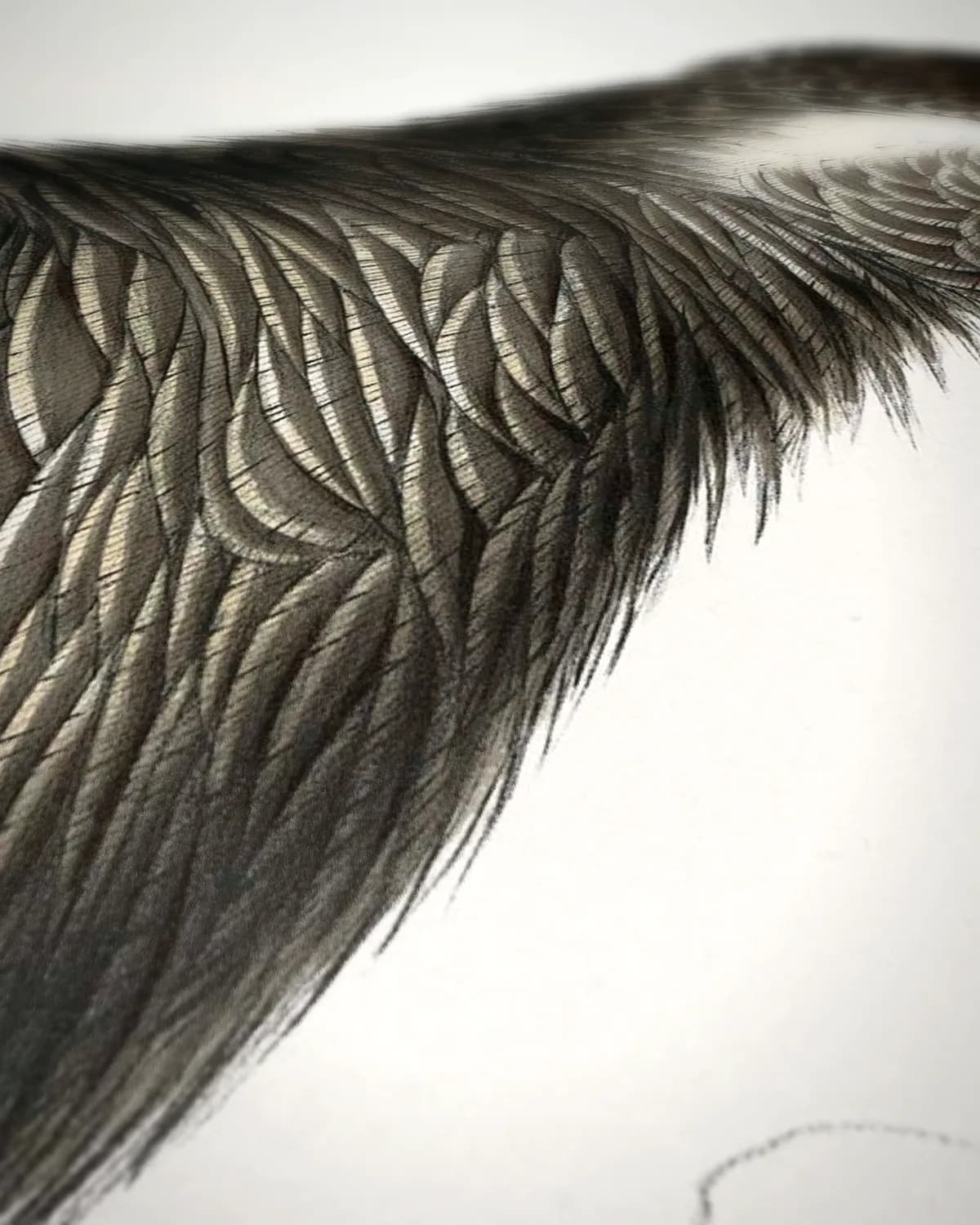 Zwarte kaketoe (Calyptorhynchus baudinii) op geweven fluweel, uitsnede 3 van 3