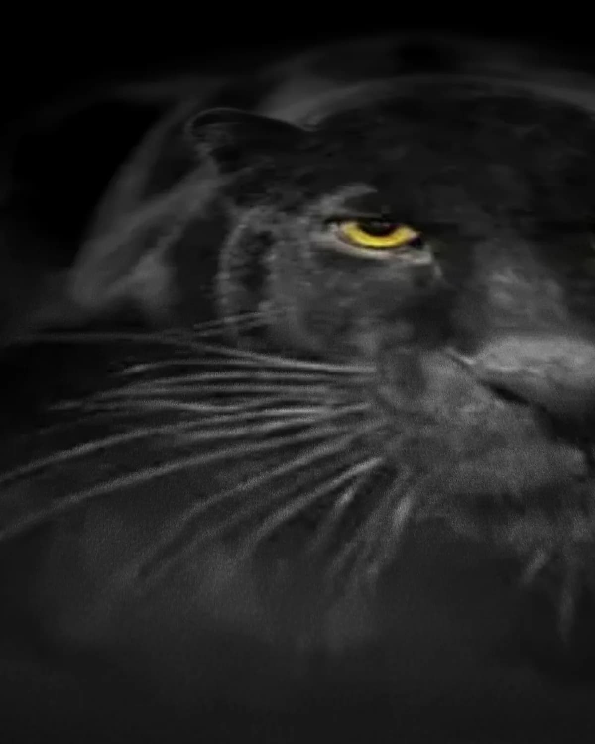 Zwarte panter op geweven fluweel, uitsnede 3 van 3