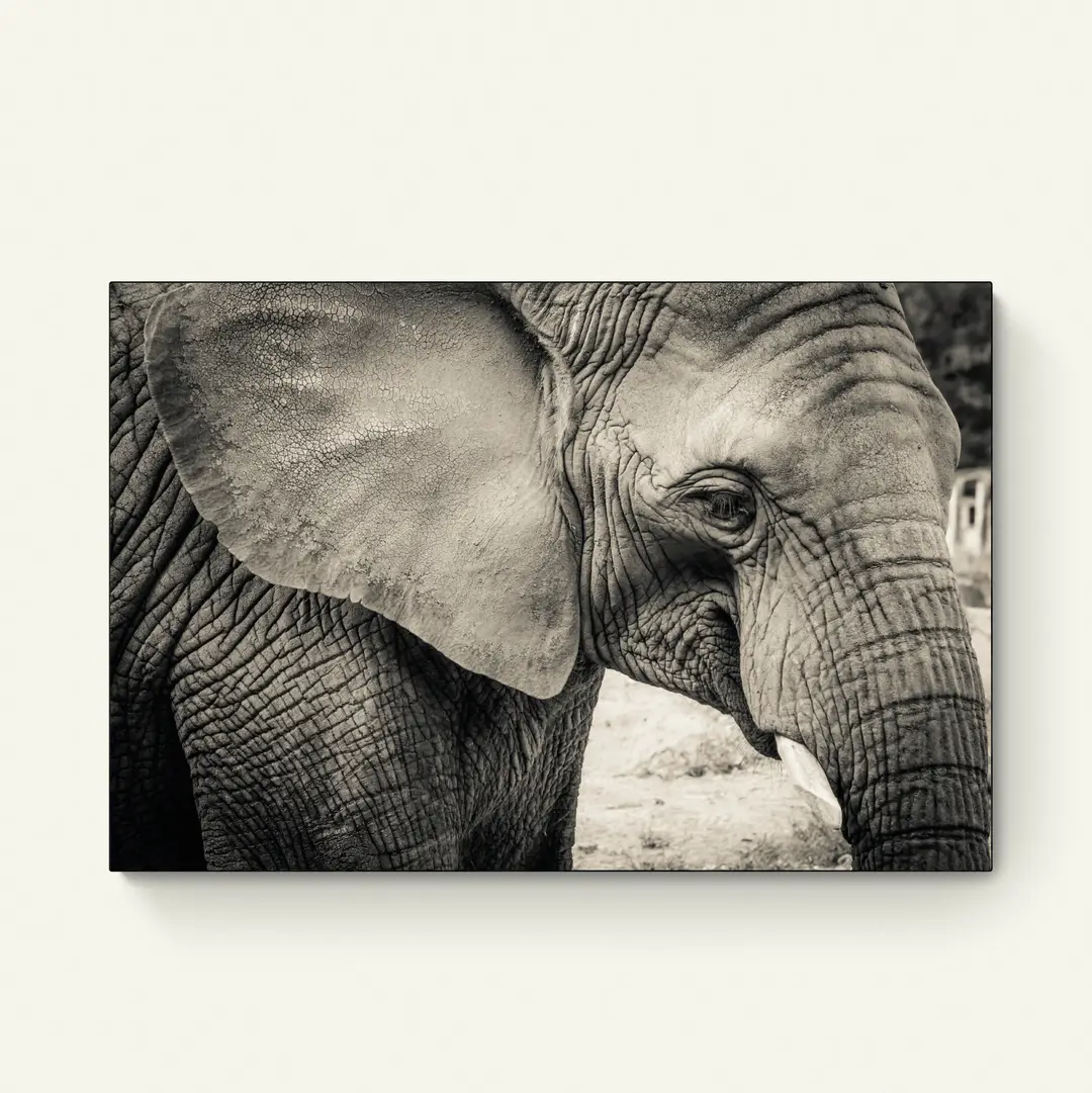 Wijze Olifant
