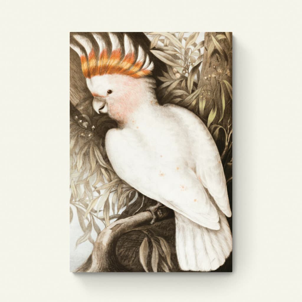 witte kaketoe